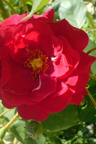A mobile wallpaper and MMS picture for Apple iPhone 7s, 6s, 5s, 4s, Plus, iPods, iPads, New iPads, Samsung Galaxy S Series and Notes, Sony Ericsson Xperia, LG Mobile Phones, Tablets and Devices: Red rose photo.
