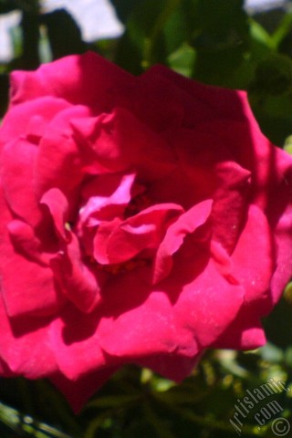 A mobile wallpaper and MMS picture for Apple iPhone 7s, 6s, 5s, 4s, Plus, iPods, iPads, New iPads, Samsung Galaxy S Series and Notes, Sony Ericsson Xperia, LG Mobile Phones, Tablets and Devices: Red rose photo.
