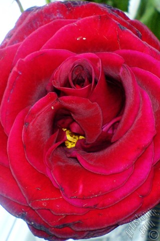 A mobile wallpaper and MMS picture for Apple iPhone 7s, 6s, 5s, 4s, Plus, iPods, iPads, New iPads, Samsung Galaxy S Series and Notes, Sony Ericsson Xperia, LG Mobile Phones, Tablets and Devices: Red rose photo.
