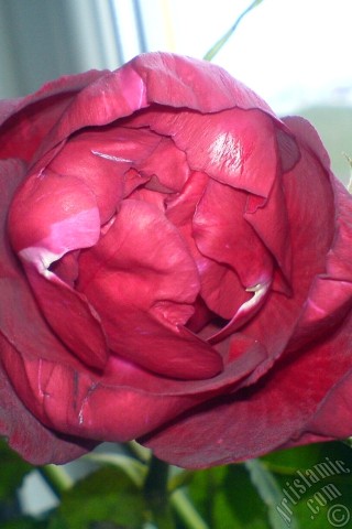 A mobile wallpaper and MMS picture for Apple iPhone 7s, 6s, 5s, 4s, Plus, iPods, iPads, New iPads, Samsung Galaxy S Series and Notes, Sony Ericsson Xperia, LG Mobile Phones, Tablets and Devices: Red rose photo.
