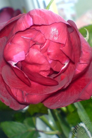 A mobile wallpaper and MMS picture for Apple iPhone 7s, 6s, 5s, 4s, Plus, iPods, iPads, New iPads, Samsung Galaxy S Series and Notes, Sony Ericsson Xperia, LG Mobile Phones, Tablets and Devices: Red rose photo.
