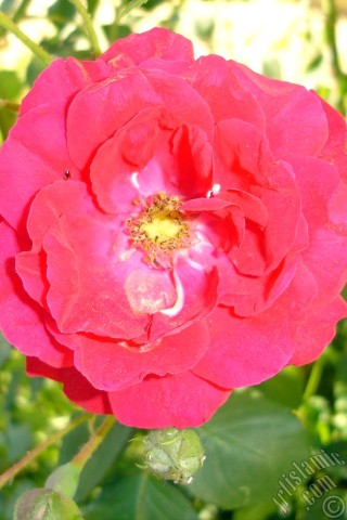 A mobile wallpaper and MMS picture for Apple iPhone 7s, 6s, 5s, 4s, Plus, iPods, iPads, New iPads, Samsung Galaxy S Series and Notes, Sony Ericsson Xperia, LG Mobile Phones, Tablets and Devices: Red rose photo.
