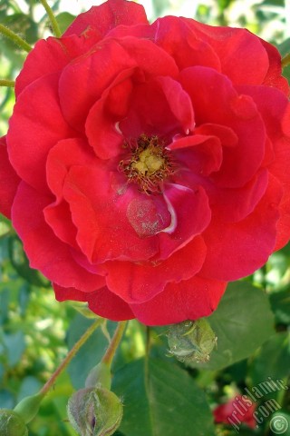 A mobile wallpaper and MMS picture for Apple iPhone 7s, 6s, 5s, 4s, Plus, iPods, iPads, New iPads, Samsung Galaxy S Series and Notes, Sony Ericsson Xperia, LG Mobile Phones, Tablets and Devices: Red rose photo.
