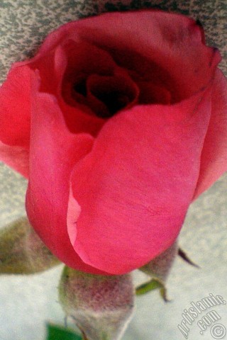A mobile wallpaper and MMS picture for Apple iPhone 7s, 6s, 5s, 4s, Plus, iPods, iPads, New iPads, Samsung Galaxy S Series and Notes, Sony Ericsson Xperia, LG Mobile Phones, Tablets and Devices: Red rose photo.
