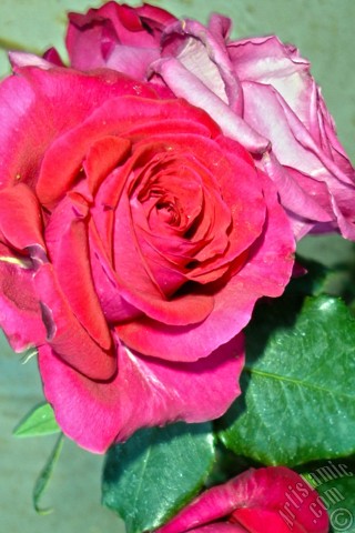 A mobile wallpaper and MMS picture for Apple iPhone 7s, 6s, 5s, 4s, Plus, iPods, iPads, New iPads, Samsung Galaxy S Series and Notes, Sony Ericsson Xperia, LG Mobile Phones, Tablets and Devices: Red rose photo.
