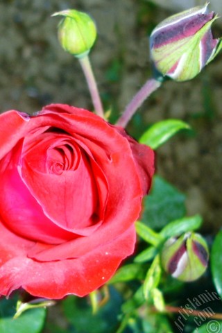 A mobile wallpaper and MMS picture for Apple iPhone 7s, 6s, 5s, 4s, Plus, iPods, iPads, New iPads, Samsung Galaxy S Series and Notes, Sony Ericsson Xperia, LG Mobile Phones, Tablets and Devices: Red rose photo.
