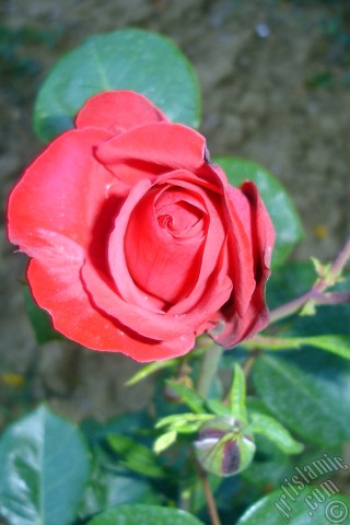 A mobile wallpaper and MMS picture for Apple iPhone 7s, 6s, 5s, 4s, Plus, iPods, iPads, New iPads, Samsung Galaxy S Series and Notes, Sony Ericsson Xperia, LG Mobile Phones, Tablets and Devices: Red rose photo.
