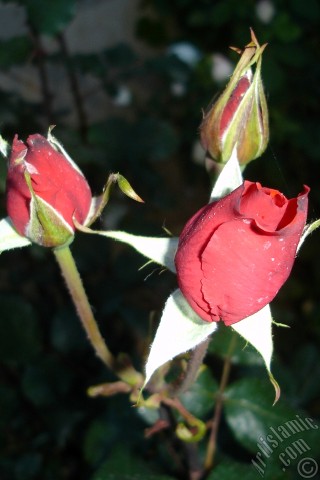 A mobile wallpaper and MMS picture for Apple iPhone 7s, 6s, 5s, 4s, Plus, iPods, iPads, New iPads, Samsung Galaxy S Series and Notes, Sony Ericsson Xperia, LG Mobile Phones, Tablets and Devices: Red rose photo.
