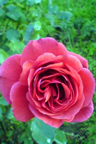 A mobile wallpaper and MMS picture for Apple iPhone 7s, 6s, 5s, 4s, Plus, iPods, iPads, New iPads, Samsung Galaxy S Series and Notes, Sony Ericsson Xperia, LG Mobile Phones, Tablets and Devices: Red rose photo.

