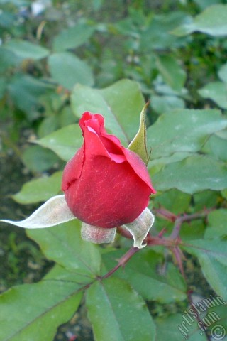 A mobile wallpaper and MMS picture for Apple iPhone 7s, 6s, 5s, 4s, Plus, iPods, iPads, New iPads, Samsung Galaxy S Series and Notes, Sony Ericsson Xperia, LG Mobile Phones, Tablets and Devices: Red rose photo.
