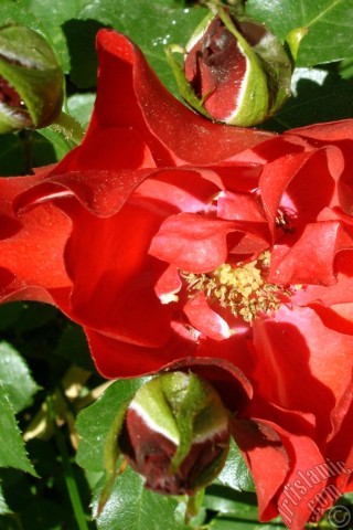 A mobile wallpaper and MMS picture for Apple iPhone 7s, 6s, 5s, 4s, Plus, iPods, iPads, New iPads, Samsung Galaxy S Series and Notes, Sony Ericsson Xperia, LG Mobile Phones, Tablets and Devices: Red rose photo.
