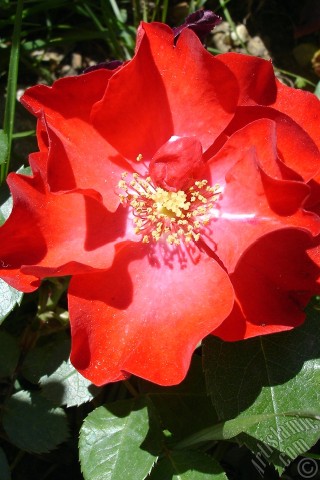 A mobile wallpaper and MMS picture for Apple iPhone 7s, 6s, 5s, 4s, Plus, iPods, iPads, New iPads, Samsung Galaxy S Series and Notes, Sony Ericsson Xperia, LG Mobile Phones, Tablets and Devices: Red rose photo.
