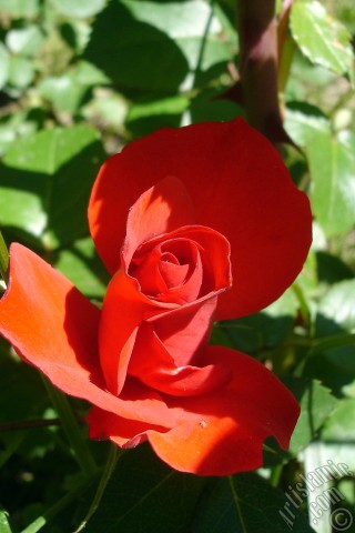 A mobile wallpaper and MMS picture for Apple iPhone 7s, 6s, 5s, 4s, Plus, iPods, iPads, New iPads, Samsung Galaxy S Series and Notes, Sony Ericsson Xperia, LG Mobile Phones, Tablets and Devices: Red rose photo.
