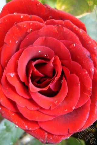 A mobile wallpaper and MMS picture for Apple iPhone 7s, 6s, 5s, 4s, Plus, iPods, iPads, New iPads, Samsung Galaxy S Series and Notes, Sony Ericsson Xperia, LG Mobile Phones, Tablets and Devices: Red rose photo.
