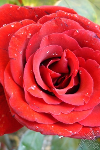 A mobile wallpaper and MMS picture for Apple iPhone 7s, 6s, 5s, 4s, Plus, iPods, iPads, New iPads, Samsung Galaxy S Series and Notes, Sony Ericsson Xperia, LG Mobile Phones, Tablets and Devices: Red rose photo.
