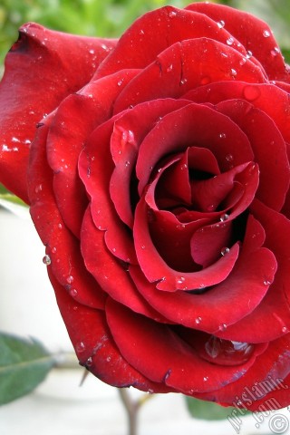 A mobile wallpaper and MMS picture for Apple iPhone 7s, 6s, 5s, 4s, Plus, iPods, iPads, New iPads, Samsung Galaxy S Series and Notes, Sony Ericsson Xperia, LG Mobile Phones, Tablets and Devices: Red rose photo.
