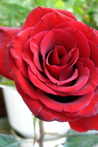 A mobile wallpaper and MMS picture for Apple iPhone 7s, 6s, 5s, 4s, Plus, iPods, iPads, New iPads, Samsung Galaxy S Series and Notes, Sony Ericsson Xperia, LG Mobile Phones, Tablets and Devices: Red rose photo.
