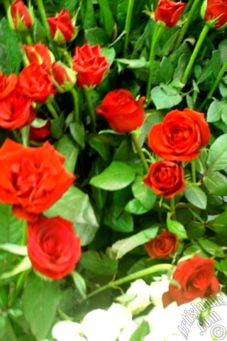 A mobile wallpaper and MMS picture for Apple iPhone 7s, 6s, 5s, 4s, Plus, iPods, iPads, New iPads, Samsung Galaxy S Series and Notes, Sony Ericsson Xperia, LG Mobile Phones, Tablets and Devices: Red rose photo.
