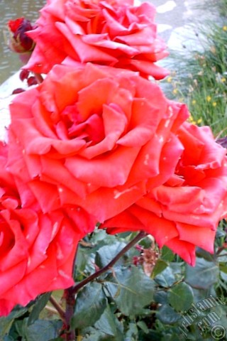 A mobile wallpaper and MMS picture for Apple iPhone 7s, 6s, 5s, 4s, Plus, iPods, iPads, New iPads, Samsung Galaxy S Series and Notes, Sony Ericsson Xperia, LG Mobile Phones, Tablets and Devices: Red rose photo.
