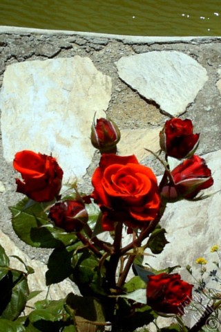 A mobile wallpaper and MMS picture for Apple iPhone 7s, 6s, 5s, 4s, Plus, iPods, iPads, New iPads, Samsung Galaxy S Series and Notes, Sony Ericsson Xperia, LG Mobile Phones, Tablets and Devices: Red rose photo.
