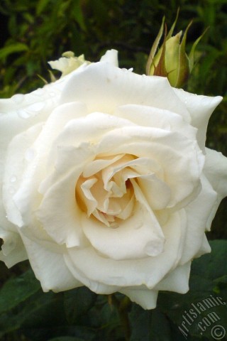 A mobile wallpaper and MMS picture for Apple iPhone 7s, 6s, 5s, 4s, Plus, iPods, iPads, New iPads, Samsung Galaxy S Series and Notes, Sony Ericsson Xperia, LG Mobile Phones, Tablets and Devices: White rose photo.

