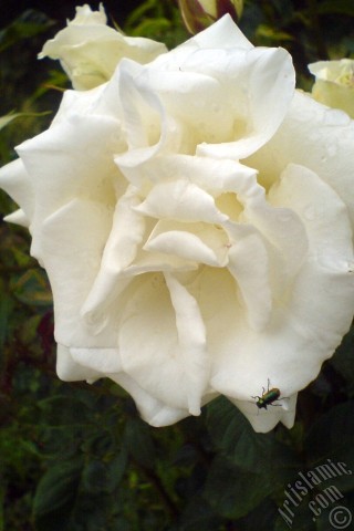 A mobile wallpaper and MMS picture for Apple iPhone 7s, 6s, 5s, 4s, Plus, iPods, iPads, New iPads, Samsung Galaxy S Series and Notes, Sony Ericsson Xperia, LG Mobile Phones, Tablets and Devices: White rose photo.
