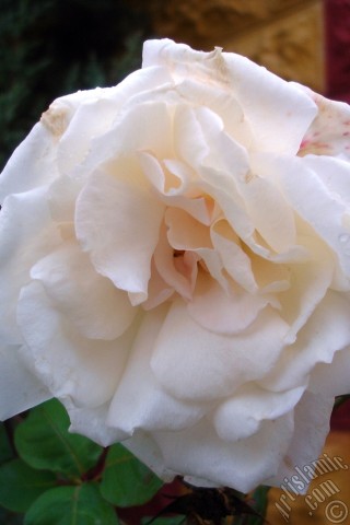 A mobile wallpaper and MMS picture for Apple iPhone 7s, 6s, 5s, 4s, Plus, iPods, iPads, New iPads, Samsung Galaxy S Series and Notes, Sony Ericsson Xperia, LG Mobile Phones, Tablets and Devices: White rose photo.
