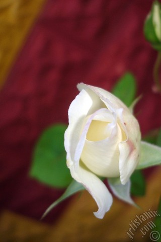 A mobile wallpaper and MMS picture for Apple iPhone 7s, 6s, 5s, 4s, Plus, iPods, iPads, New iPads, Samsung Galaxy S Series and Notes, Sony Ericsson Xperia, LG Mobile Phones, Tablets and Devices: White rose photo.
