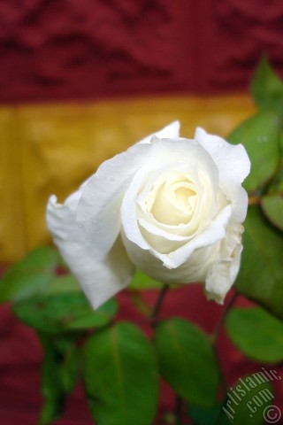 A mobile wallpaper and MMS picture for Apple iPhone 7s, 6s, 5s, 4s, Plus, iPods, iPads, New iPads, Samsung Galaxy S Series and Notes, Sony Ericsson Xperia, LG Mobile Phones, Tablets and Devices: White rose photo.
