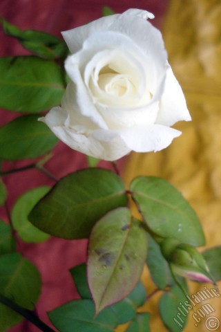 A mobile wallpaper and MMS picture for Apple iPhone 7s, 6s, 5s, 4s, Plus, iPods, iPads, New iPads, Samsung Galaxy S Series and Notes, Sony Ericsson Xperia, LG Mobile Phones, Tablets and Devices: White rose photo.
