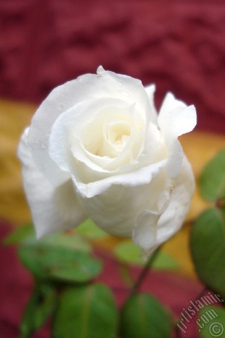 A mobile wallpaper and MMS picture for Apple iPhone 7s, 6s, 5s, 4s, Plus, iPods, iPads, New iPads, Samsung Galaxy S Series and Notes, Sony Ericsson Xperia, LG Mobile Phones, Tablets and Devices: White rose photo.
