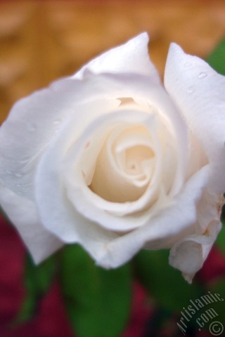 A mobile wallpaper and MMS picture for Apple iPhone 7s, 6s, 5s, 4s, Plus, iPods, iPads, New iPads, Samsung Galaxy S Series and Notes, Sony Ericsson Xperia, LG Mobile Phones, Tablets and Devices: White rose photo.
