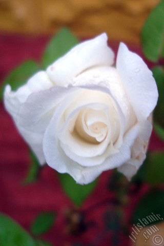 A mobile wallpaper and MMS picture for Apple iPhone 7s, 6s, 5s, 4s, Plus, iPods, iPads, New iPads, Samsung Galaxy S Series and Notes, Sony Ericsson Xperia, LG Mobile Phones, Tablets and Devices: White rose photo.

