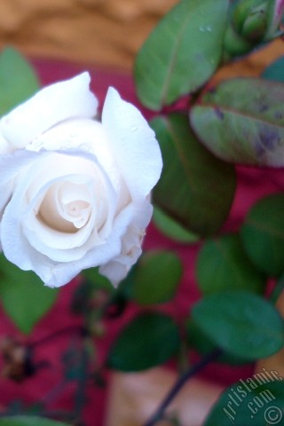 A mobile wallpaper and MMS picture for Apple iPhone 7s, 6s, 5s, 4s, Plus, iPods, iPads, New iPads, Samsung Galaxy S Series and Notes, Sony Ericsson Xperia, LG Mobile Phones, Tablets and Devices: White rose photo.
