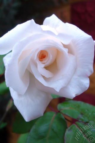 A mobile wallpaper and MMS picture for Apple iPhone 7s, 6s, 5s, 4s, Plus, iPods, iPads, New iPads, Samsung Galaxy S Series and Notes, Sony Ericsson Xperia, LG Mobile Phones, Tablets and Devices: White rose photo.
