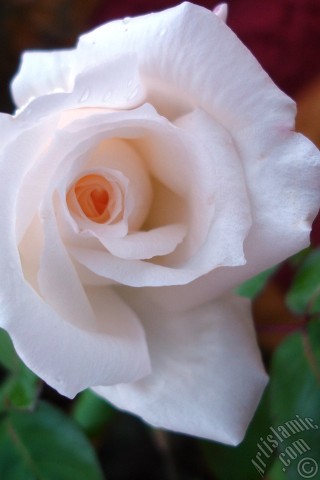 A mobile wallpaper and MMS picture for Apple iPhone 7s, 6s, 5s, 4s, Plus, iPods, iPads, New iPads, Samsung Galaxy S Series and Notes, Sony Ericsson Xperia, LG Mobile Phones, Tablets and Devices: White rose photo.
