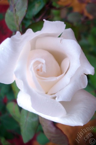 A mobile wallpaper and MMS picture for Apple iPhone 7s, 6s, 5s, 4s, Plus, iPods, iPads, New iPads, Samsung Galaxy S Series and Notes, Sony Ericsson Xperia, LG Mobile Phones, Tablets and Devices: White rose photo.
