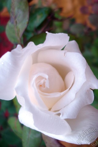 A mobile wallpaper and MMS picture for Apple iPhone 7s, 6s, 5s, 4s, Plus, iPods, iPads, New iPads, Samsung Galaxy S Series and Notes, Sony Ericsson Xperia, LG Mobile Phones, Tablets and Devices: White rose photo.
