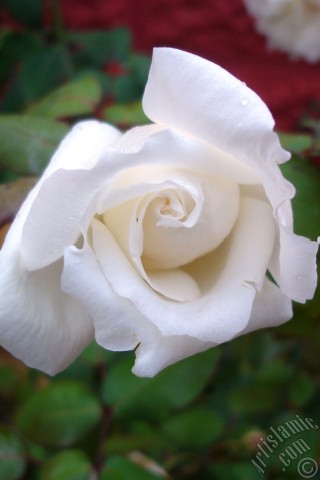 A mobile wallpaper and MMS picture for Apple iPhone 7s, 6s, 5s, 4s, Plus, iPods, iPads, New iPads, Samsung Galaxy S Series and Notes, Sony Ericsson Xperia, LG Mobile Phones, Tablets and Devices: White rose photo.
