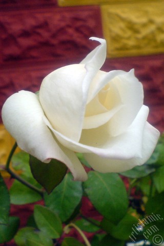 A mobile wallpaper and MMS picture for Apple iPhone 7s, 6s, 5s, 4s, Plus, iPods, iPads, New iPads, Samsung Galaxy S Series and Notes, Sony Ericsson Xperia, LG Mobile Phones, Tablets and Devices: White rose photo.
