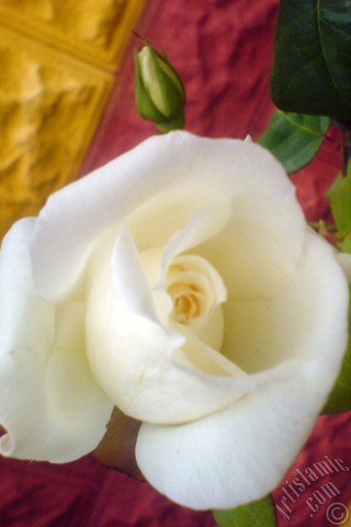 A mobile wallpaper and MMS picture for Apple iPhone 7s, 6s, 5s, 4s, Plus, iPods, iPads, New iPads, Samsung Galaxy S Series and Notes, Sony Ericsson Xperia, LG Mobile Phones, Tablets and Devices: White rose photo.

