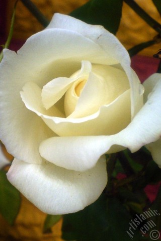 A mobile wallpaper and MMS picture for Apple iPhone 7s, 6s, 5s, 4s, Plus, iPods, iPads, New iPads, Samsung Galaxy S Series and Notes, Sony Ericsson Xperia, LG Mobile Phones, Tablets and Devices: White rose photo.
