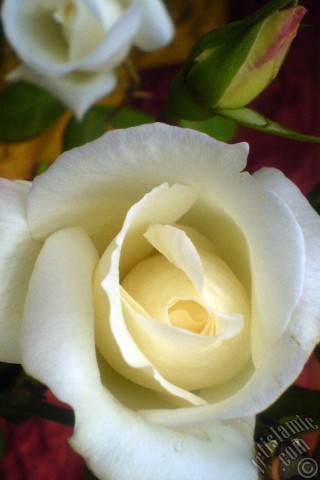 A mobile wallpaper and MMS picture for Apple iPhone 7s, 6s, 5s, 4s, Plus, iPods, iPads, New iPads, Samsung Galaxy S Series and Notes, Sony Ericsson Xperia, LG Mobile Phones, Tablets and Devices: White rose photo.
