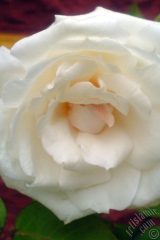 A mobile wallpaper and MMS picture for Apple iPhone 7s, 6s, 5s, 4s, Plus, iPods, iPads, New iPads, Samsung Galaxy S Series and Notes, Sony Ericsson Xperia, LG Mobile Phones, Tablets and Devices: White rose photo.
