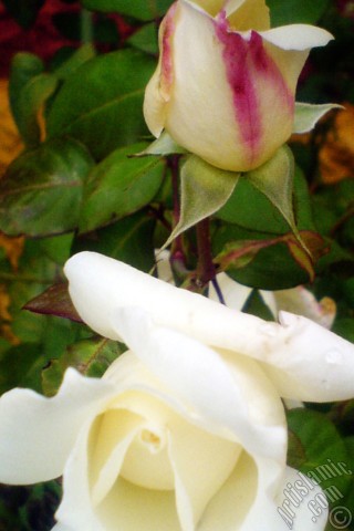 A mobile wallpaper and MMS picture for Apple iPhone 7s, 6s, 5s, 4s, Plus, iPods, iPads, New iPads, Samsung Galaxy S Series and Notes, Sony Ericsson Xperia, LG Mobile Phones, Tablets and Devices: White rose photo.
