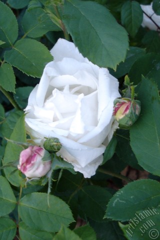 A mobile wallpaper and MMS picture for Apple iPhone 7s, 6s, 5s, 4s, Plus, iPods, iPads, New iPads, Samsung Galaxy S Series and Notes, Sony Ericsson Xperia, LG Mobile Phones, Tablets and Devices: White rose photo.
