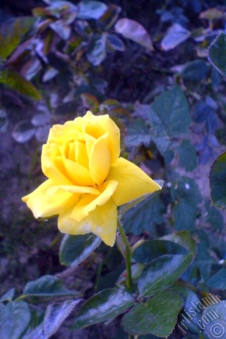 A mobile wallpaper and MMS picture for Apple iPhone 7s, 6s, 5s, 4s, Plus, iPods, iPads, New iPads, Samsung Galaxy S Series and Notes, Sony Ericsson Xperia, LG Mobile Phones, Tablets and Devices: Yellow rose photo.

