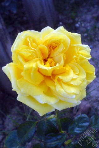 A mobile wallpaper and MMS picture for Apple iPhone 7s, 6s, 5s, 4s, Plus, iPods, iPads, New iPads, Samsung Galaxy S Series and Notes, Sony Ericsson Xperia, LG Mobile Phones, Tablets and Devices: Yellow rose photo.
