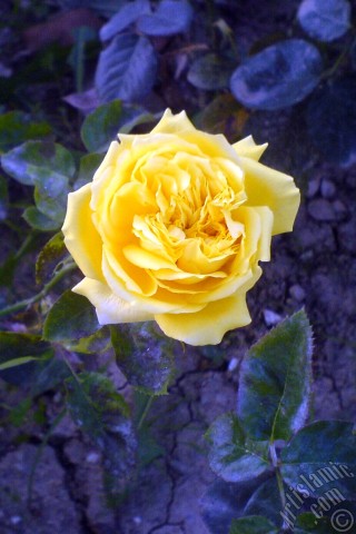 A mobile wallpaper and MMS picture for Apple iPhone 7s, 6s, 5s, 4s, Plus, iPods, iPads, New iPads, Samsung Galaxy S Series and Notes, Sony Ericsson Xperia, LG Mobile Phones, Tablets and Devices: Yellow rose photo.
