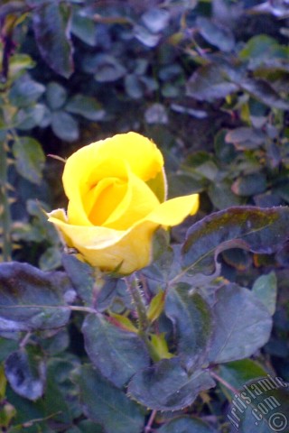 A mobile wallpaper and MMS picture for Apple iPhone 7s, 6s, 5s, 4s, Plus, iPods, iPads, New iPads, Samsung Galaxy S Series and Notes, Sony Ericsson Xperia, LG Mobile Phones, Tablets and Devices: Yellow rose photo.
